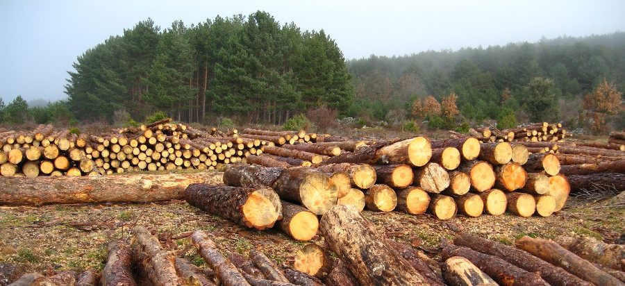 Derechos Humanos Vs Derechos de Seres vivos Causas-de-la-deforestacion