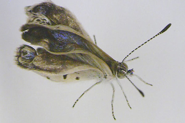 Accidente nuclear en Fukushima causó mutación en mariposas Mariposa-deforme_8589