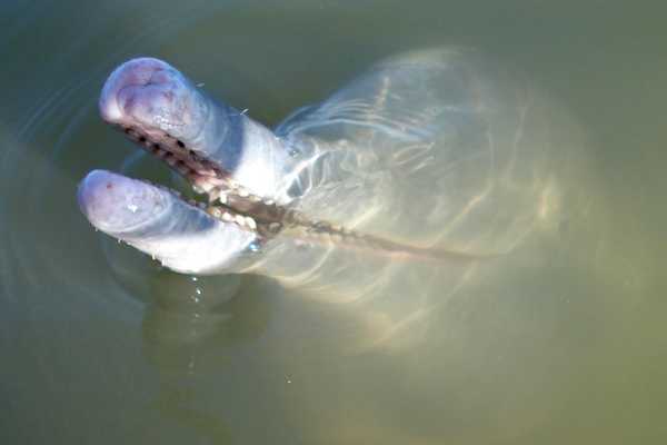 Nueva especie de delfín de rio Delfin_85517-L0x0