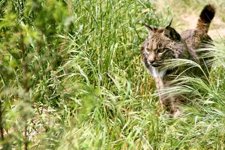 #La Tierra está a las puertas de la sexta extinción masiva de vertebrados#UNA CIVILIZACION SE JUZGA POR COMO TRATA A SUS ANIMALES Fotonoticia_20120430134553_225