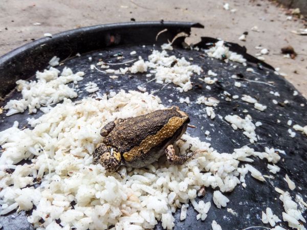 Les plats les plus dangereux du monde 451050