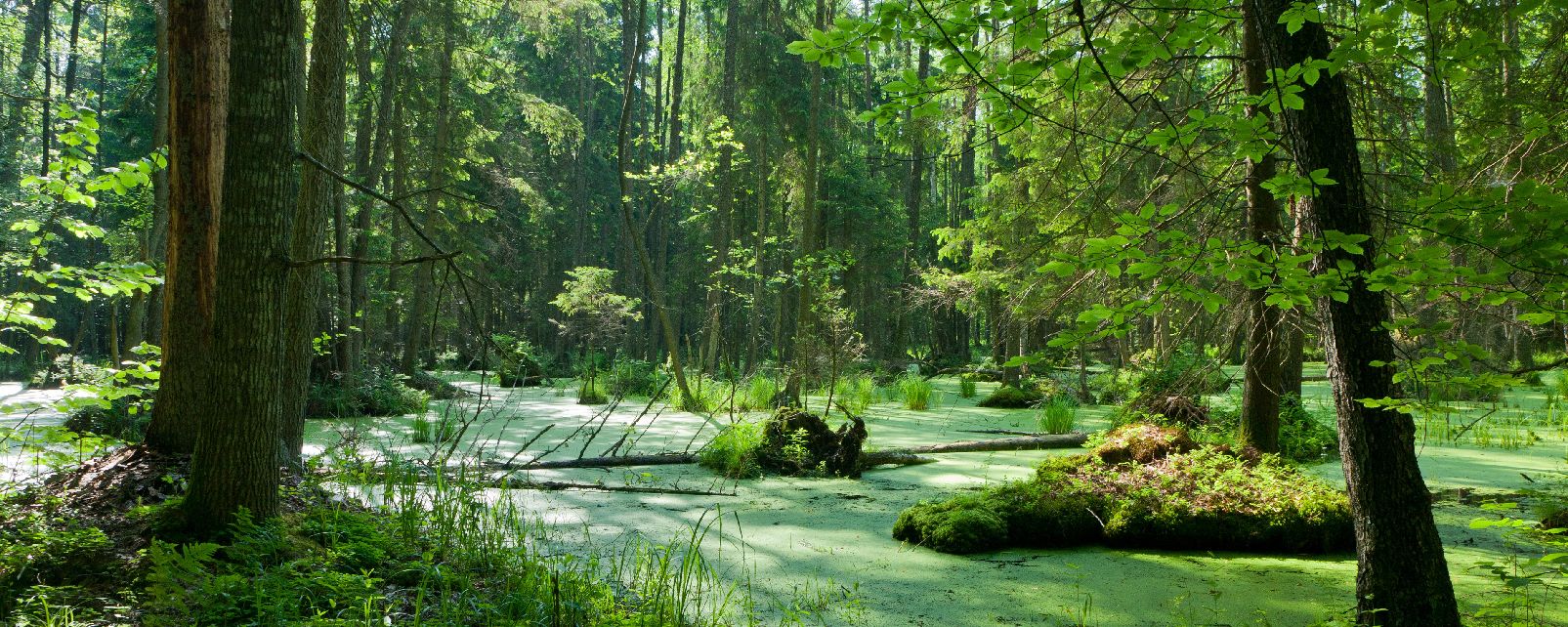 El Bosque de Białowieża en Polonia, el último bosque virgen de Europa 3952