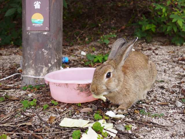 Si vous aimez beaucoup les lapins au japon : Usagi islands!!!! Ku-xlarge