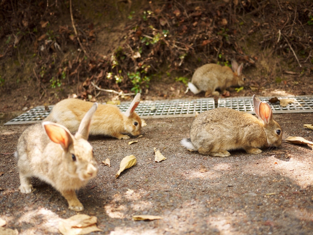 Si vous aimez beaucoup les lapins au japon : Usagi islands!!!! Ku-xlarge