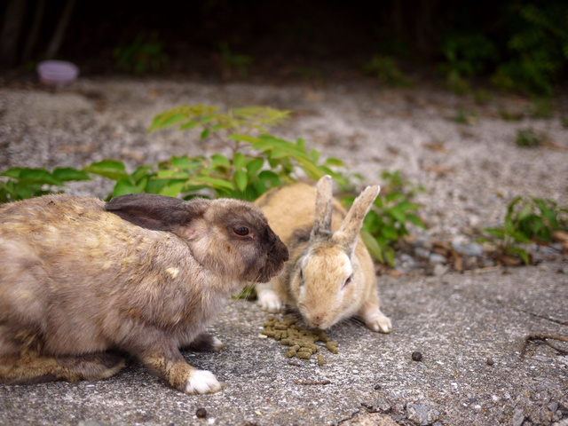 Si vous aimez beaucoup les lapins au japon : Usagi islands!!!! Ku-xlarge