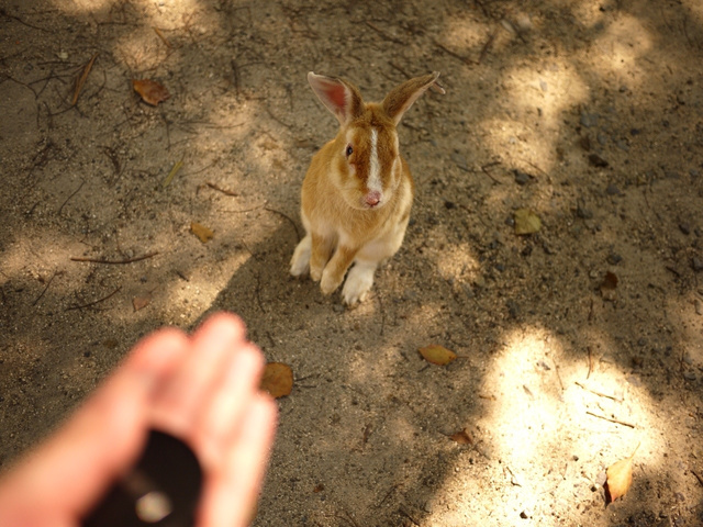 Si vous aimez beaucoup les lapins au japon : Usagi islands!!!! Ku-xlarge