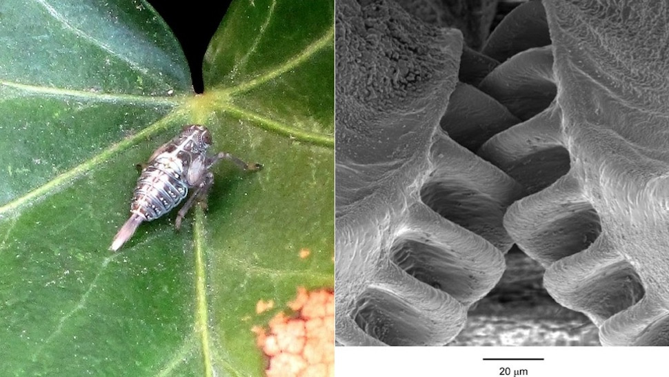 Descubren un insecto que ha desarrollado sus propios engranajes Ku-bigpic