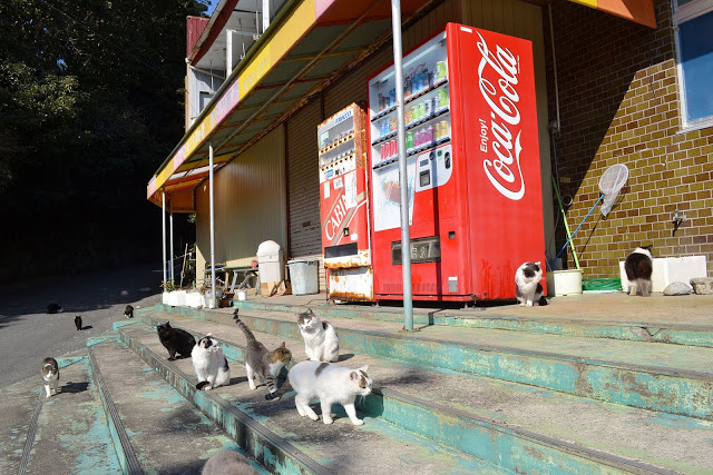 Si vous visitez le Japon et que vous aimez les chats : Neko islands!!!! Ku-xlarge