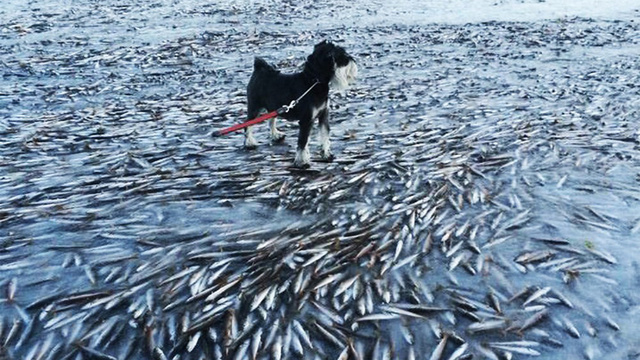 The sea froze so fast that it killed thousands of fish instantly Ku-xlarge