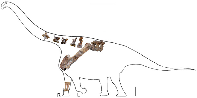 Hallan en China fósiles de una nueva y enorme especie de Titanosaurio Ku-xlarge