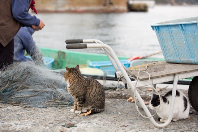 Si vous visitez le Japon et que vous aimez les chats : Neko islands!!!! Ku-xlarge