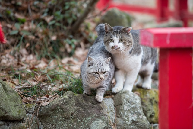 Si vous visitez le Japon et que vous aimez les chats : Neko islands!!!! Ku-xlarge