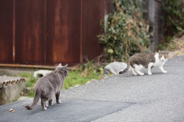 Si vous visitez le Japon et que vous aimez les chats : Neko islands!!!! Ku-xlarge