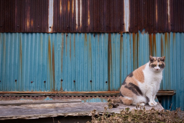 Si vous visitez le Japon et que vous aimez les chats : Neko islands!!!! Ku-xlarge