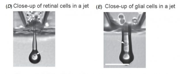 imprimantes 3D pour guérir ? Retinal-cell-printer_0271000001518892