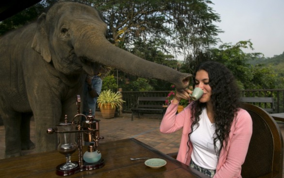 Novo café mais caro do mundo vem do cocô de elefante Superimagem-megacurioso-264931938003713845