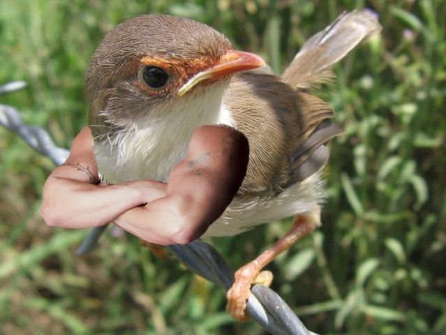 Birds Are Awesome! LOL! Photoshop_06