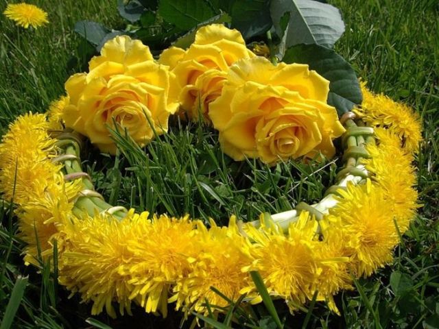 كولكشن ورد :)  Beautiful_yellow_roses_640_01