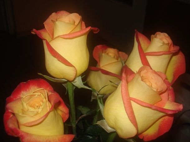 كولكشن ورد :)  Beautiful_yellow_roses_640_04