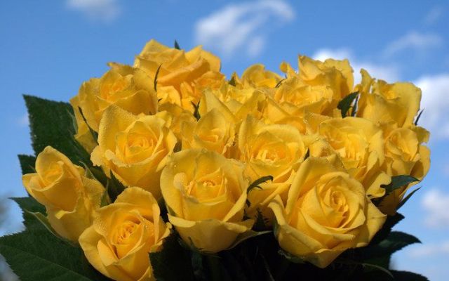 كولكشن ورد :)  Beautiful_yellow_roses_640_05