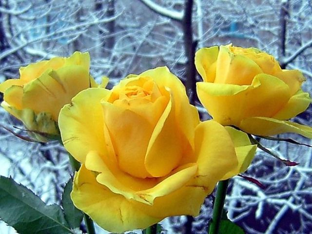 كولكشن ورد :)  Beautiful_yellow_roses_640_06