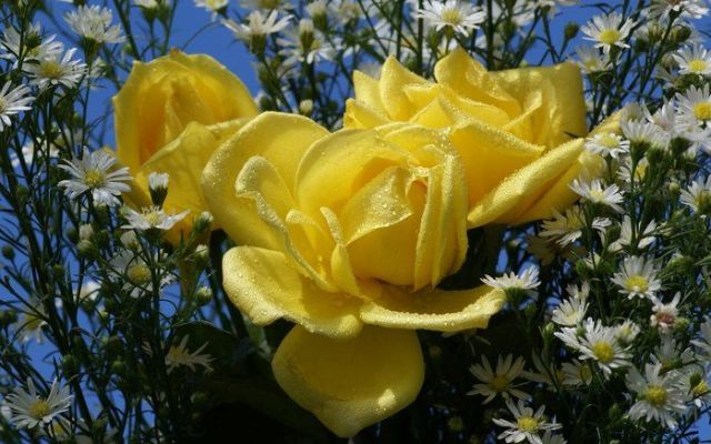 كولكشن ورد :)  Beautiful_yellow_roses_640_08