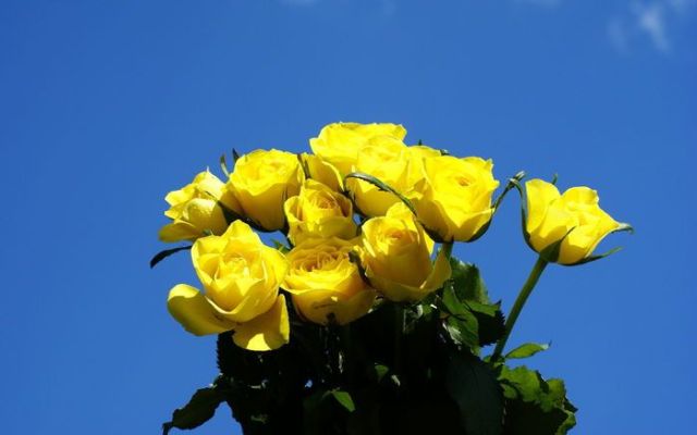 كولكشن ورد :)  Beautiful_yellow_roses_640_09