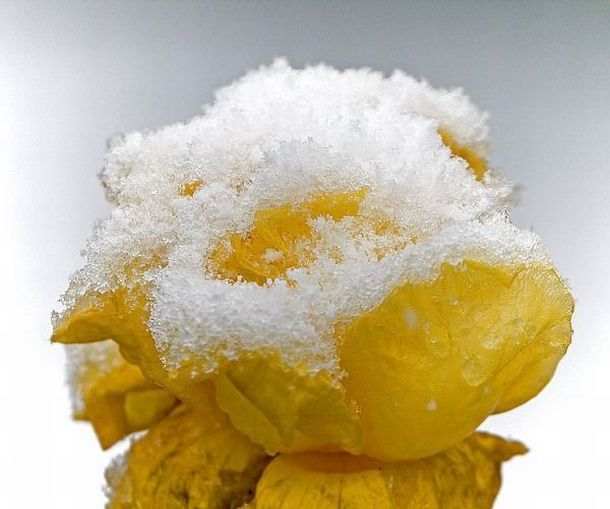 كولكشن ورد :)  Beautiful_yellow_roses_640_11