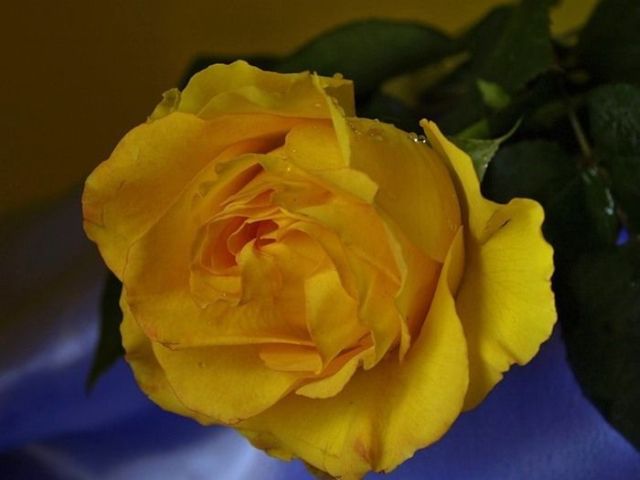 كولكشن ورد :)  Beautiful_yellow_roses_640_12