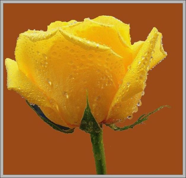 كولكشن ورد :)  Beautiful_yellow_roses_640_13