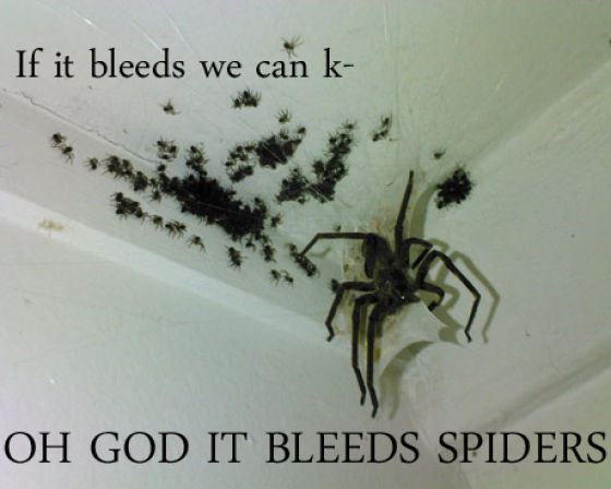 Sometimes... shit happens. Rofl_spiders_640_01