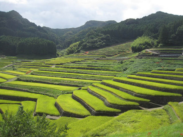 صور مسطحات خضراء Amazingly_beautiful_rice_terraces_640_20