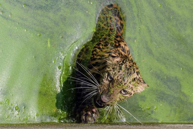  نمر في ورطة Leopard_luckily_saved_from_the_water_tank_5GYZG_640_07