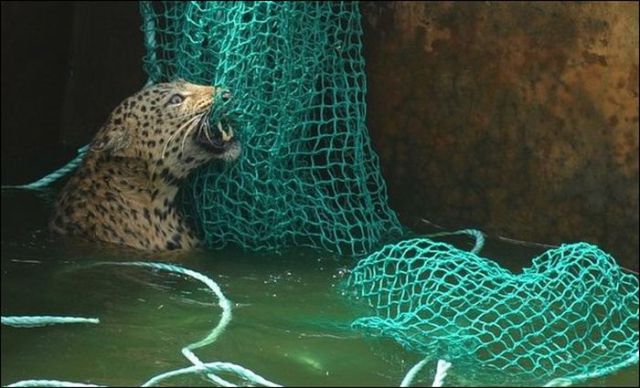  نمر في ورطة Leopard_luckily_saved_from_the_water_tank_640_03