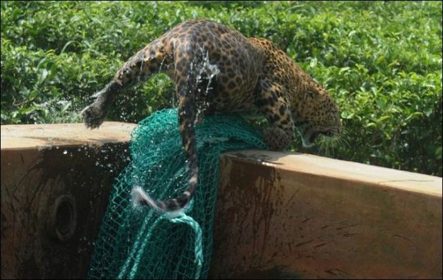  نمر في ورطة Leopard_luckily_saved_from_the_water_tank_640_07