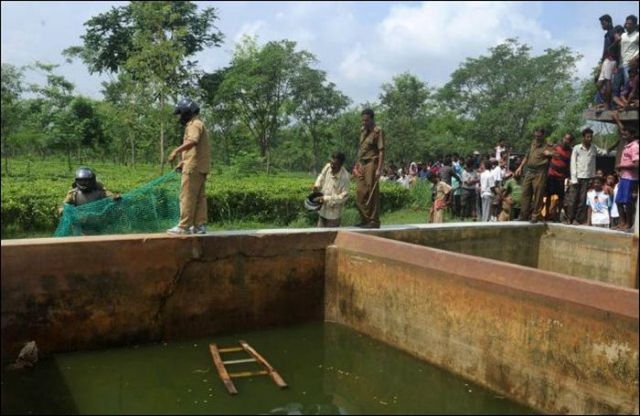  نمر في ورطة Leopard_luckily_saved_from_the_water_tank_640_08