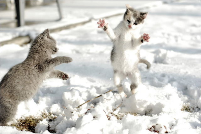صور جميلة قطط في الثلج..يا بختهم Cats_have_snow_days_too_640_05