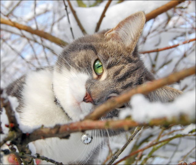 صور جميلة قطط في الثلج..يا بختهم Cats_have_snow_days_too_640_07