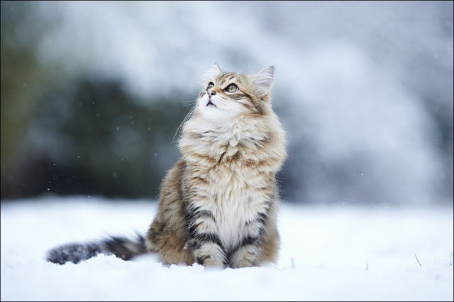 صور جميلة قطط في الثلج..يا بختهم Cats_have_snow_days_too_640_10