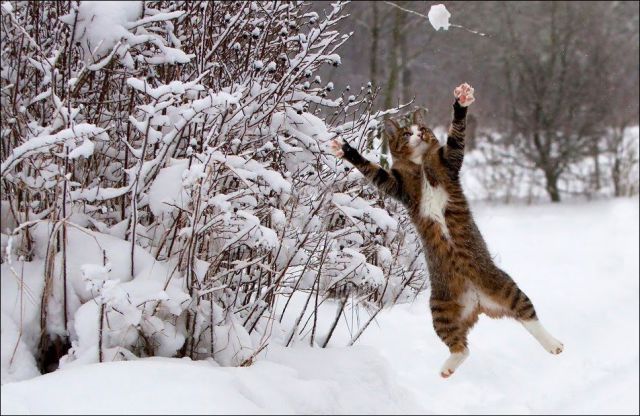 صور قطط في الثلج Cats_have_snow_days_too_640_12