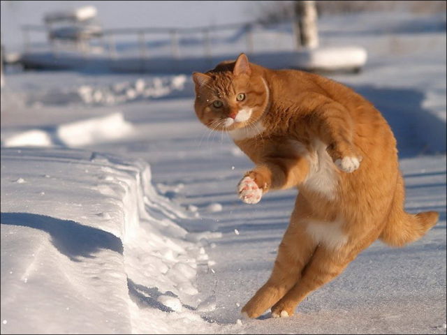 صور جميلة قطط في الثلج..يا بختهم Cats_have_snow_days_too_640_15