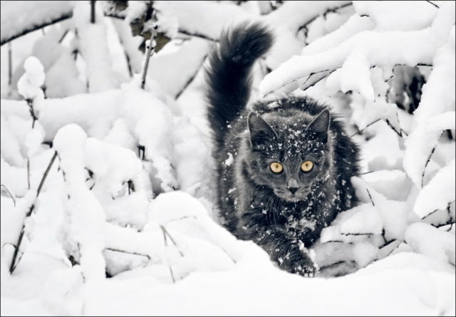 صور قطط في الثلج Cats_have_snow_days_too_640_17