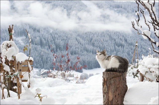 صور قطط في الثلج Cats_have_snow_days_too_640_21