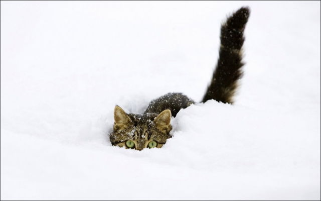 صور جميلة قطط في الثلج..يا بختهم Cats_have_snow_days_too_640_29