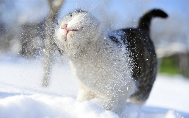 صور جميلة قطط في الثلج..يا بختهم Cats_have_snow_days_too_640_30