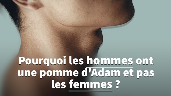 Boy or girl? - Page 2 Pourquoi-les-hommes-ont-une-pomme-d-adam_0e8979401b159974d1df0df6e389561a8c6bfe4a