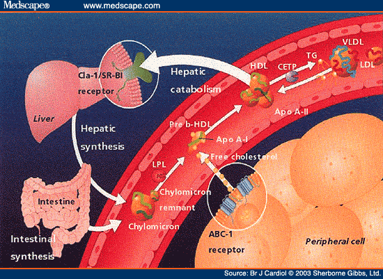 الكوليسترول في دمك ضار وضروري Bjc460085.fig2