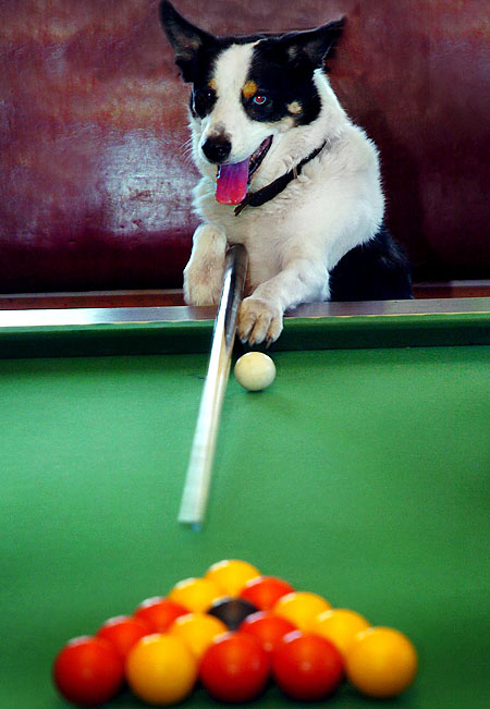 imágenessssssssssssssss SnookerDog_450x651