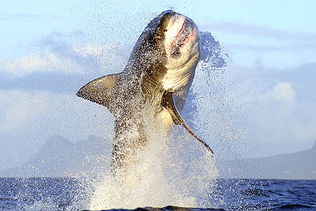 [Photos] Quand les requins se prennent pour des dauphins GreatwhiteCB_450x300