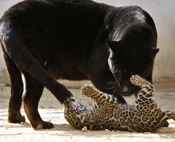  لولو الجاكوار السوداء تلاعب شبلها المرقط .. صور لطيفة  Cute pictures of black jaguar cub and her doting mum Article-1266331915321-0850C9DF000005DC-26093_568x460